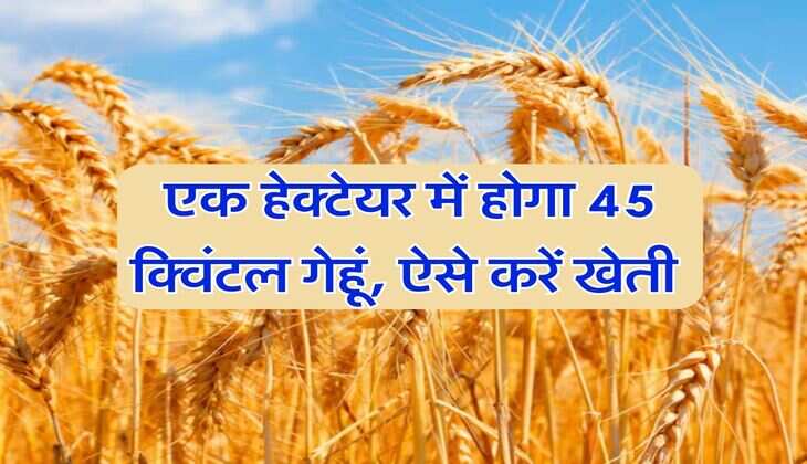 Wheat Crop : एक हेक्टेयर में होगा 45 क्विंटल गेहूं, ऐसे करें खेती