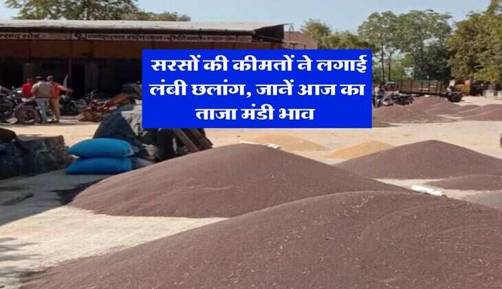 Sarso Rate Hike : सरसों की कीमतों ने लगाई लंबी छलांग, जानें आज का ताजा मंडी भाव&nbsp;