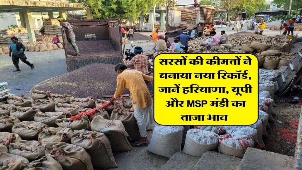 Sarso Mandi rate : सरसों की कीमतों ने बनाया नया रिकॉर्ड, जानें हरियाणा, यूपी और MSP मंडी का ताजा भाव&nbsp;