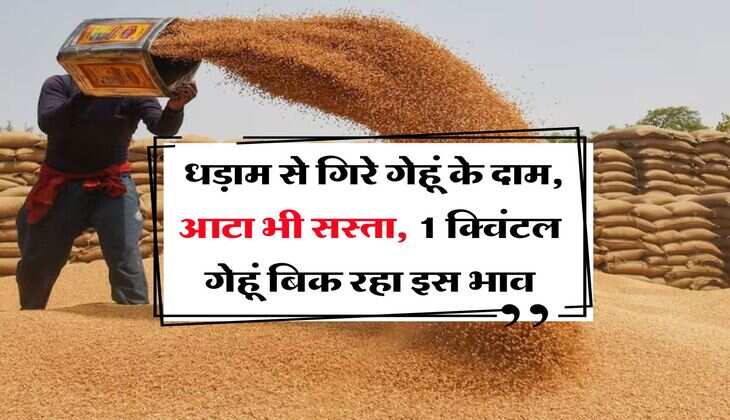 Wheat rate down : धड़ाम से गिरे गेहूं के दाम, आटा भी सस्ता, 1 क्विंटल गेहूं बिक रहा इस भाव