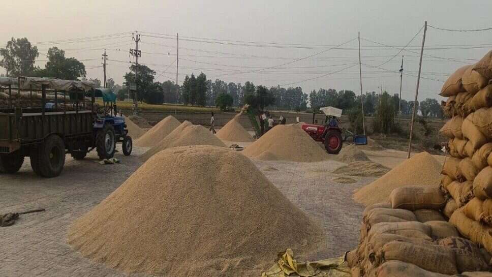 1509 Dhan Price Today: हरियाणा, यूपी और पंजाब की मंडियो में धान का नया रेट जारी