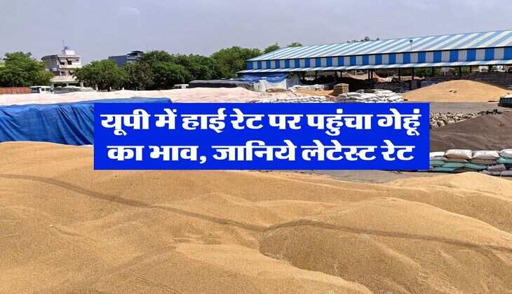 UP Gehu Ka Bhav : यूपी में हाई रेट पर पहुंचा गेहूं का भाव, जानिये लेटेस्ट रेट