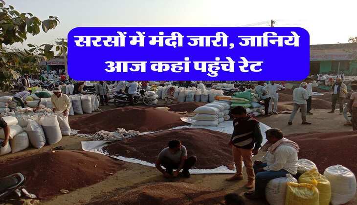 Sarso Bhav : सरसों में मंदी जारी, जानिये आज कहां पहुंचे रेट&nbsp;