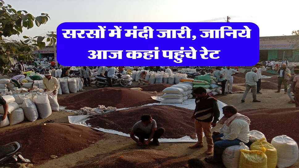 Sarso Bhav : सरसों में मंदी जारी, जानिये आज कहां पहुंचे रेट&nbsp;