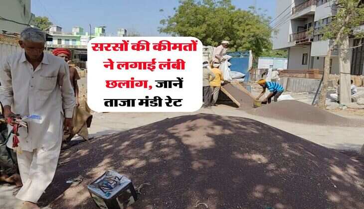 Sarso Ka Rate : सरसों की कीमतों ने लगाई लंबी छलांग, जानें ताजा मंडी रेट&nbsp;