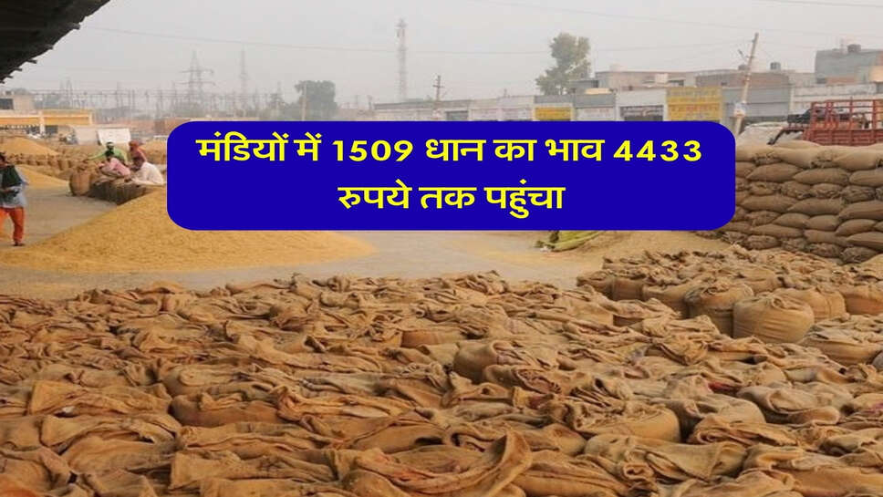 1509 Paddy Mandi Bhav: मंडियों में 1509 धान का भाव 4433 रुपये तक पहुंचा, यहां देखें पूरी लिस्ट