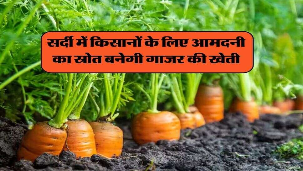 सर्दी में किसानों के लिए आमदनी का स्रोत बनेगी गाजर की खेती