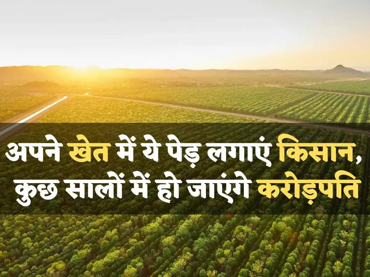 sandalwood tree farming business idea profit in crores chandan ki kheti in 15 years cultivation information guide