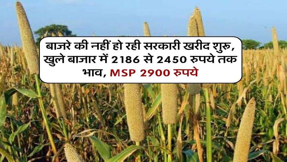बाजरे की नहीं हो रही सरकारी खरीद शुरू, खुले बाजार में 2186 से 2450 रुपये तक भाव, MSP 2900 रुपये