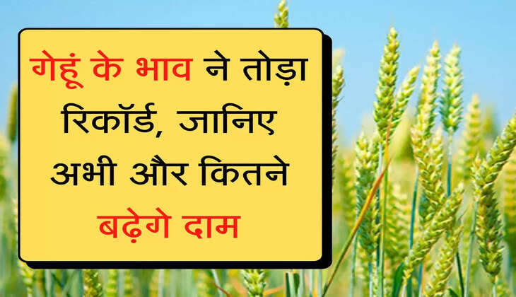 Gehu Price Hike गेहूं के भाव ने तोड़ा रिकॉर्ड, जानिए अभी और कितने बढ़ेगे दाम
