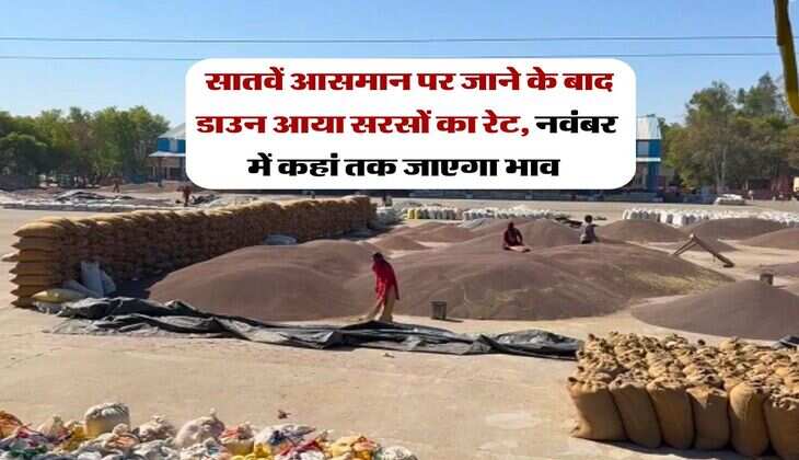 sarso rate : सातवें आसमान पर जाने के बाद डाउन आया सरसों का रेट, नवंबर में कहां तक जाएगा भाव 
