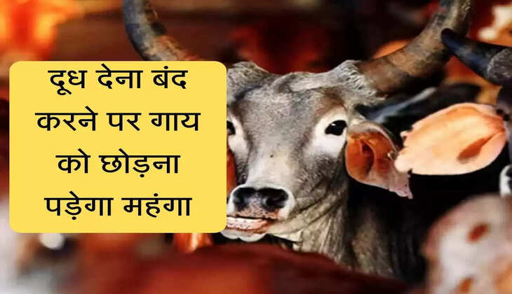दूध देना बंद करने पर गाय को छोड़ना पड़ेगा महंगा, होगी एफआईआर