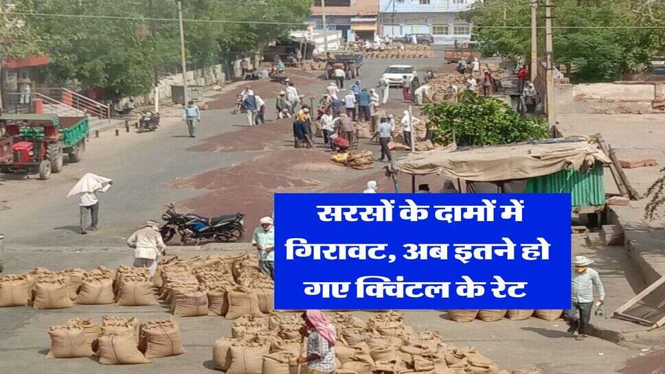 sarso rate today : सरसों के दामों में गिरावट, अब इतने हो गए क्विंटल के रेट&nbsp;