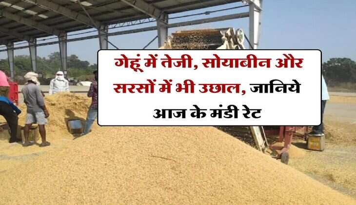 Kota Mandi Bhav : गेहूं में तेजी, सोयाबीन और सरसों में भी उछाल, जानिये आज के मंडी रेट