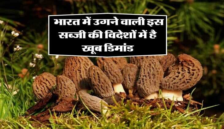 most expensive vegetable : भारत में उगने वाली इस सब्जी की विदेशों में है खूब डिमांड, कीमत 30 हजार रुपये किलो