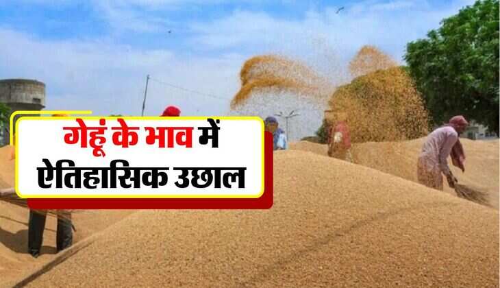 wheat price hike : गेहूं के भाव में ऐतिहासिक उछाल, इतने रुपये क्विंटल पहुंच गए गेहूं के रेट