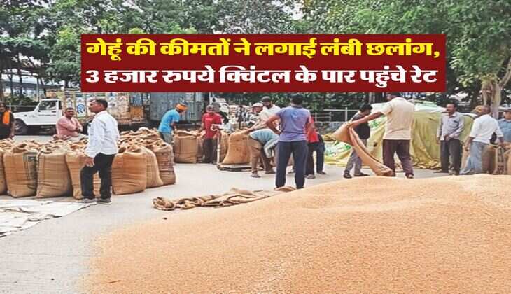 Gehu Ka Bhav : गेहूं की कीमतों ने लगाई लंबी छलांग, 3 हजार रुपये क्विंटल के पार पहुंचे रेट&nbsp;