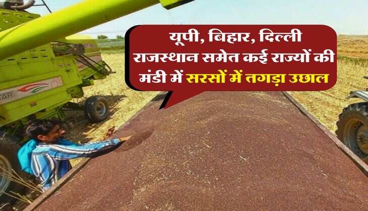 Sarso Mandi Bhav : यूपी, बिहार, दिल्ली राजस्थान समेत कई राज्यों की मंडी में सरसों में तगड़ा उछाल, जानिये लेटेस्ट रेट