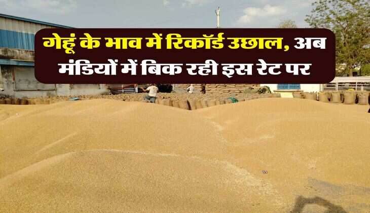 गेहूं के भाव में रिकॉर्ड उछाल, अब मंडियों में बिक रही इस रेट पर