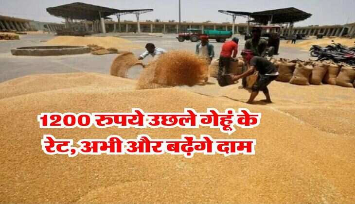 Wheat Rate Hike : 1200 रुपये उछले गेहूं के रेट, अभी और बढे़ंगे दाम