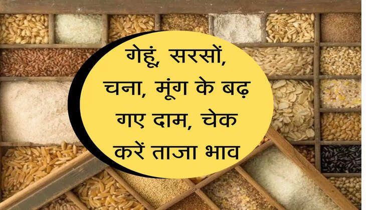 Aaj ka Madi Bhav: गेहूं, सरसों, चना, मूंग के बढ़ गए दाम, चेक करें हरियाणा की मंडियों के ताजा भाव