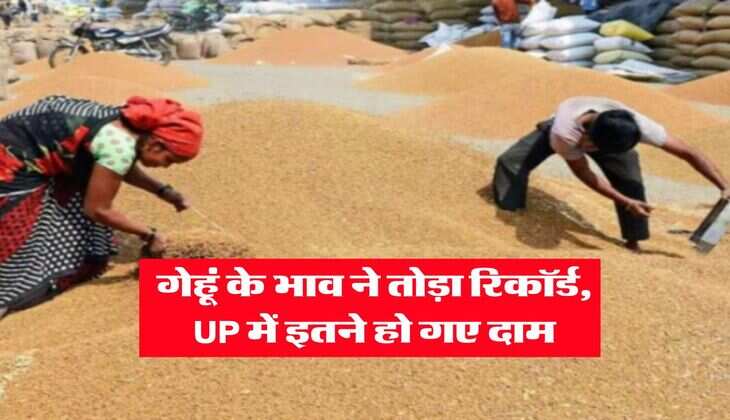 Gehu Ka Bhav : गेहूं के भाव ने तोड़ा रिकॉर्ड, UP में इतने हो गए दाम