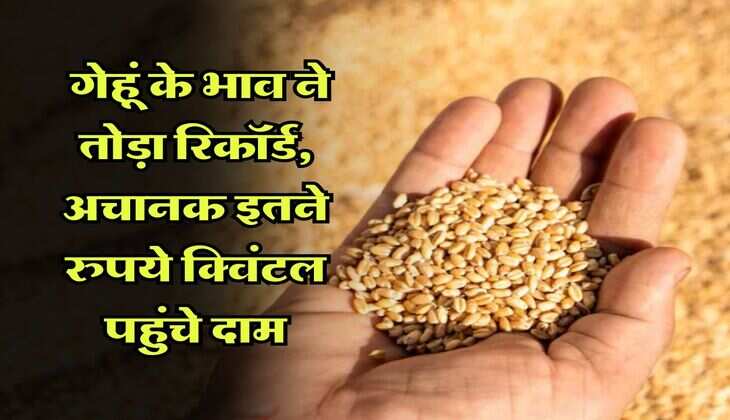 Gehu Ke Daam :  गेहूं के भाव ने तोड़ा रिकॉर्ड, अचानक इतने रुपये क्विंटल पहुंचे दाम