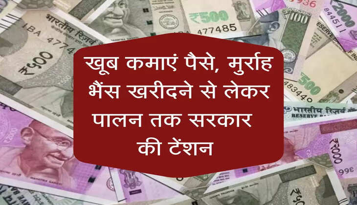 खूब कमाएं पैसे, मुर्राह भैंस खरीदने से लेकर पालन तक सरकार की टेंशन 