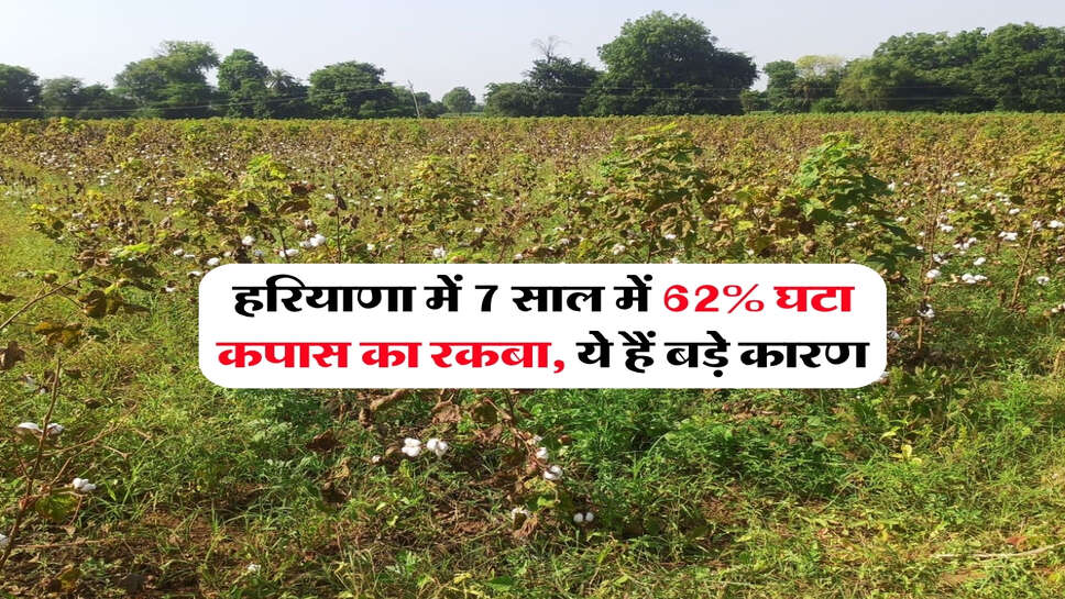 हरियाणा में 7 साल में 62% घटा कपास का रकबा, ये हैं बड़े कारण