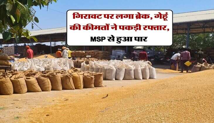 Gehu Mandi Rate : गिरावट पर लगा ब्रेक, गेहूं की कीमतों ने पकड़ी रफ्तार, MSP से हुआ पार&nbsp;