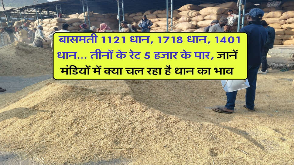 1121 Dhan Price Today : बासमती 1121 धान, 1718 धान, 1401 धान... तीनों के रेट 5 हजार के पार, जानें मंडियों में क्या चल रहा है धान का भाव
